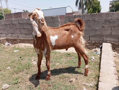 Desi Bakra Ghar ka pala hua hai