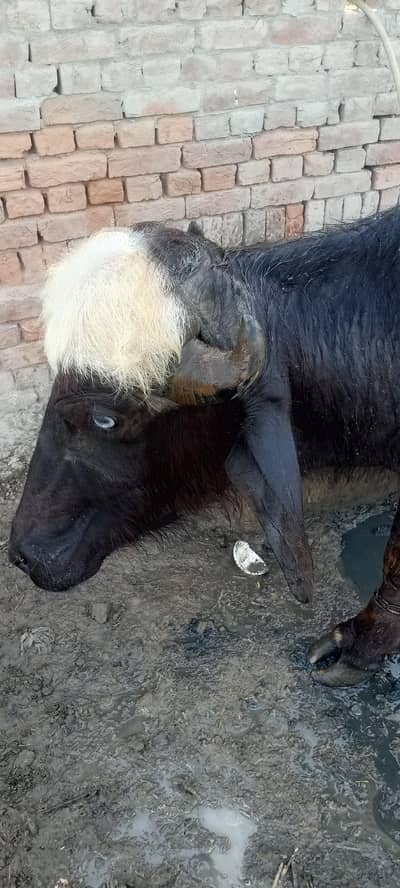 Qurbani keliye katta