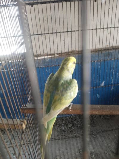 rainbow budgie