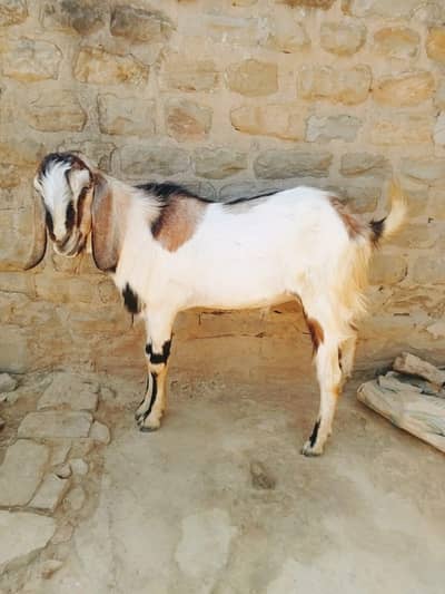 2 dand bakra