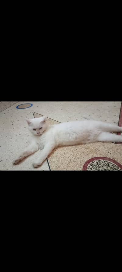persian