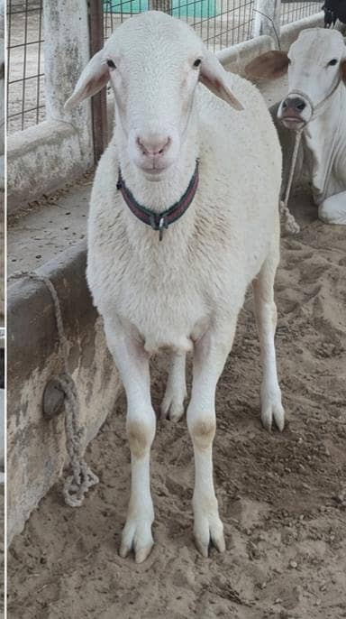 dumba for sale live weight 50 - 55  kg almost