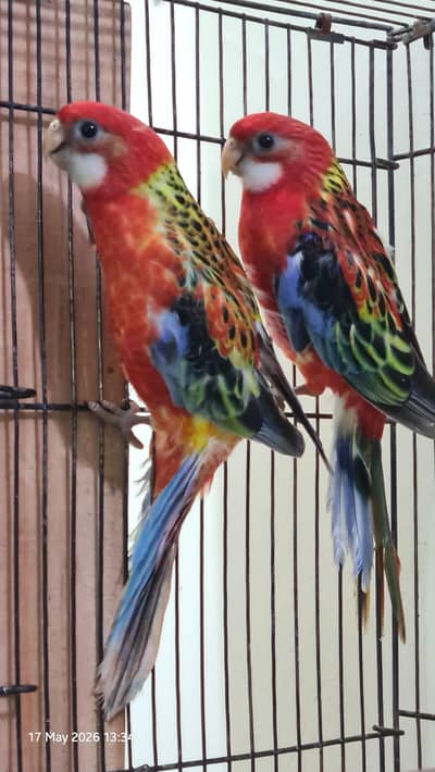 Red Rosella split rubino males with DNA