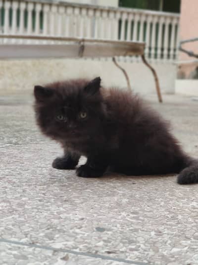 Black persian kitten triple coated (male)