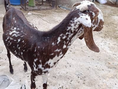 Bakri For sale