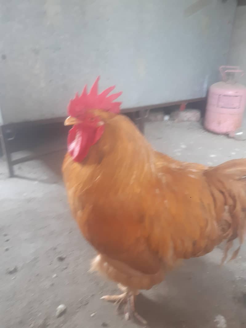 hen pair 0