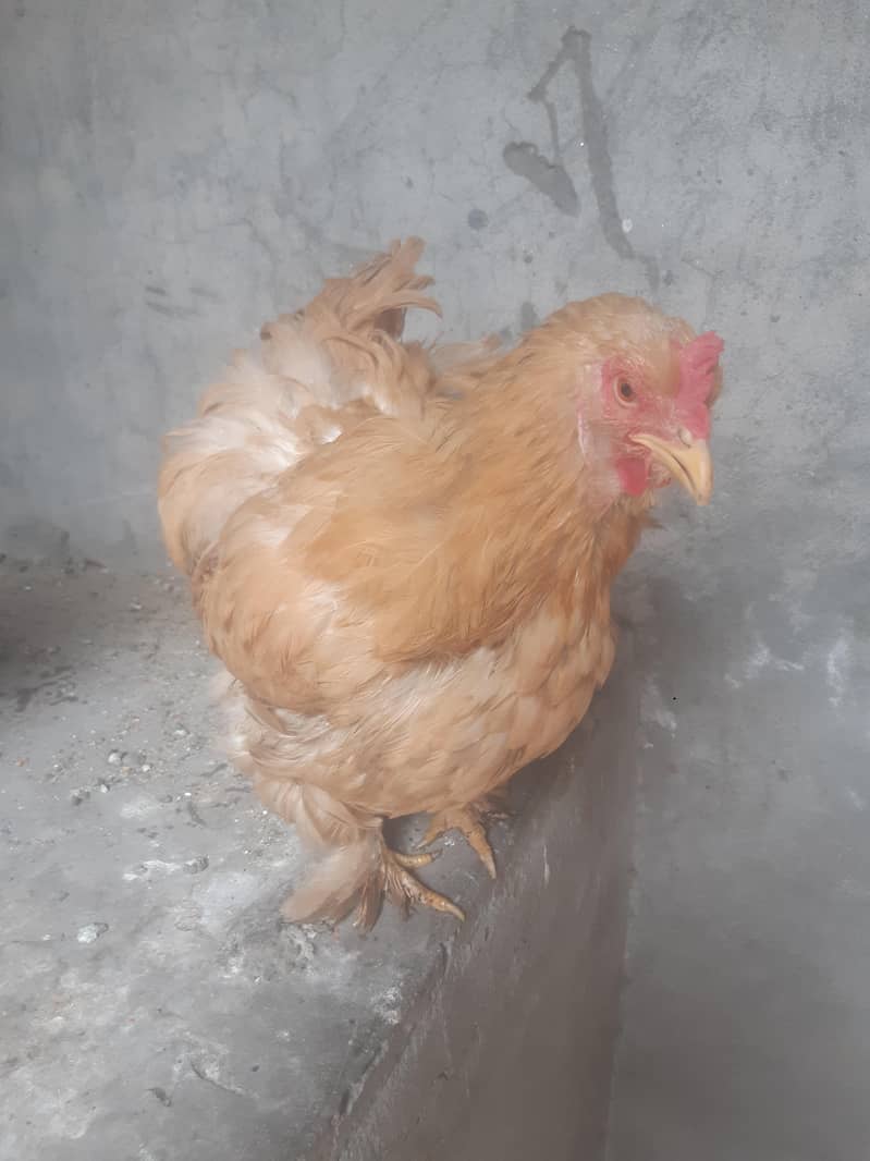 hen pair 1