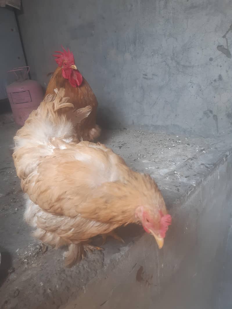 hen pair 2