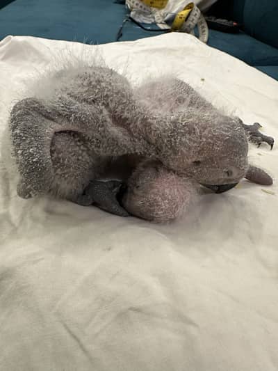 Grey parrot baby for sale