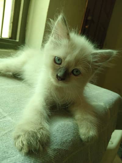 persian 3coated