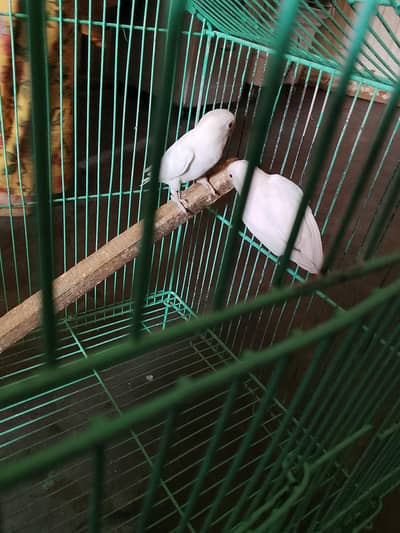 red eyes love birds