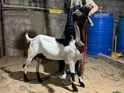 MashAllah 2k26 Qurbani ka liya hai