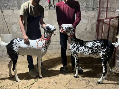 MashAllah 2k26 Qurbani ka liya hai