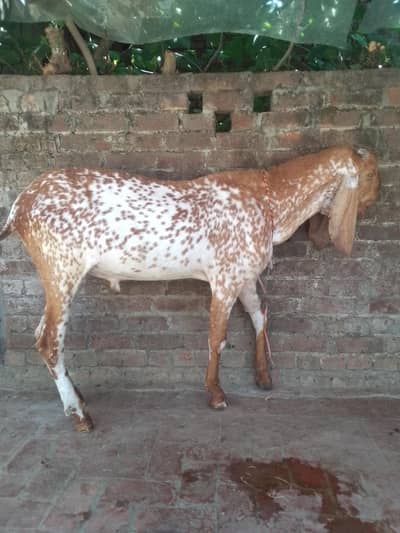 Bakra for Qurbani sale