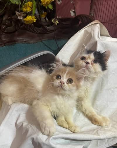 persian male female kitten triple coat