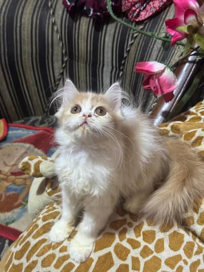 persian female kitten triple coat