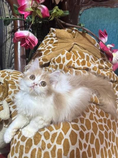 persian female kitten triple coat