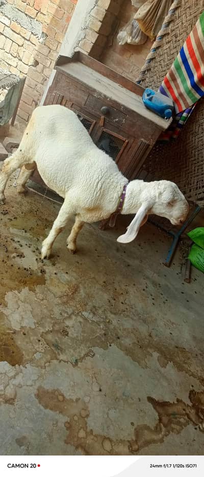 Qurbani sheep beautiful Ghar ka paaala hua hai