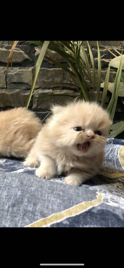 Persian kitten