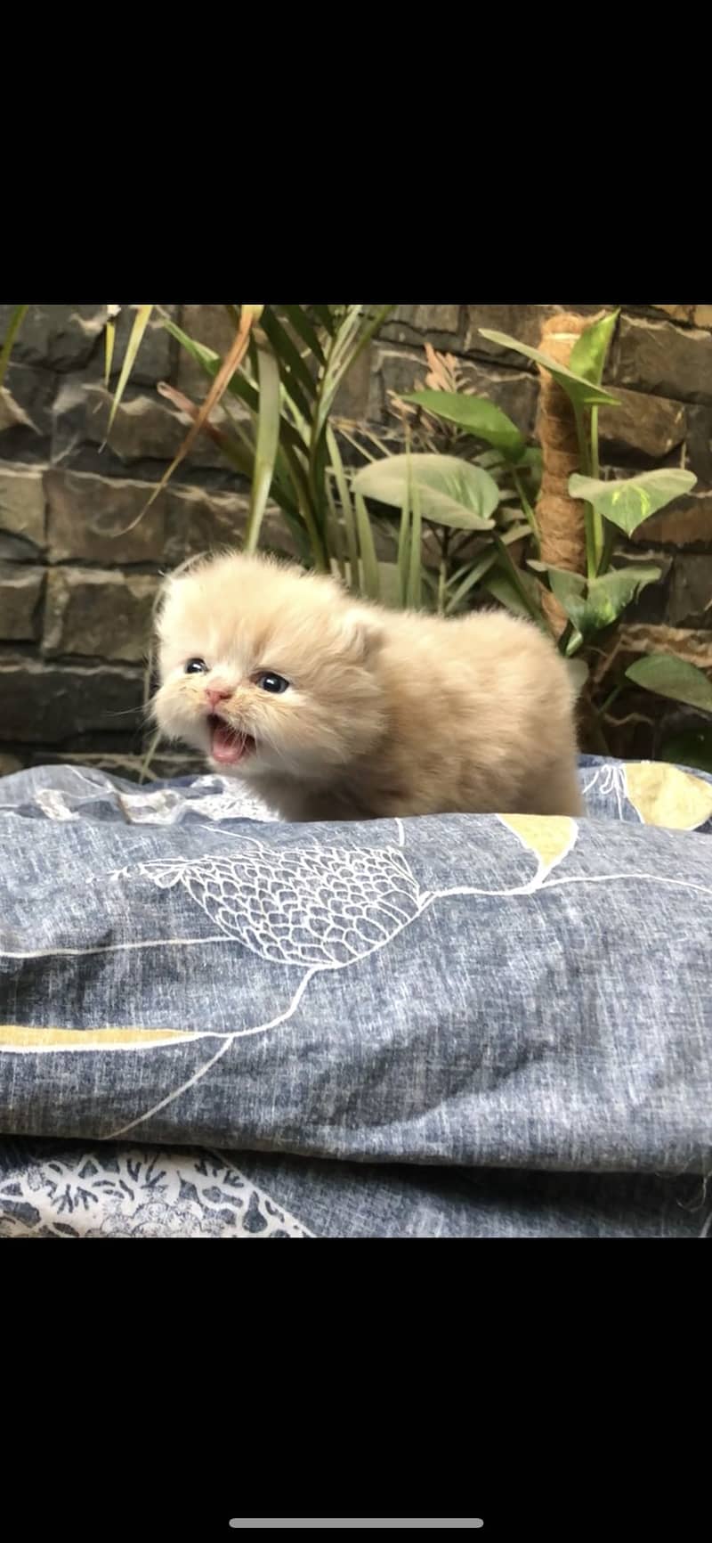 Punch face cat 5
