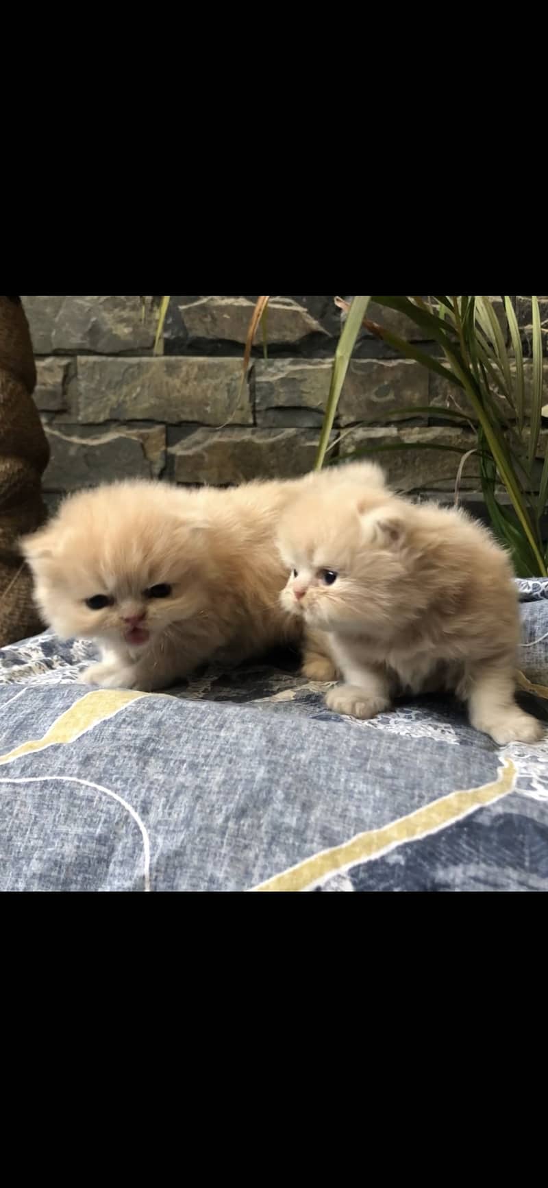 Punch face cat 3