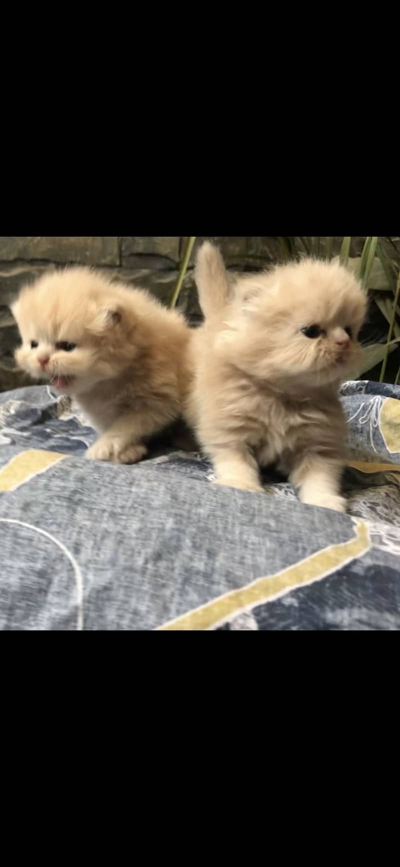 Punch face cat 4