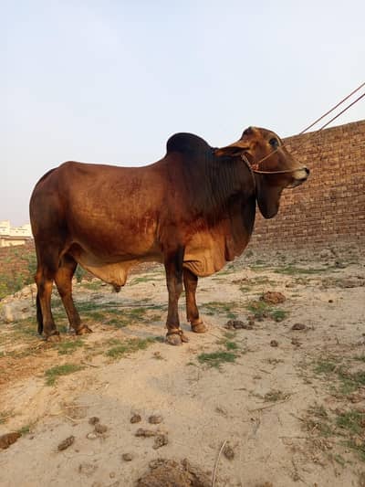 Qurbani Bull Available – Healthy & Active
