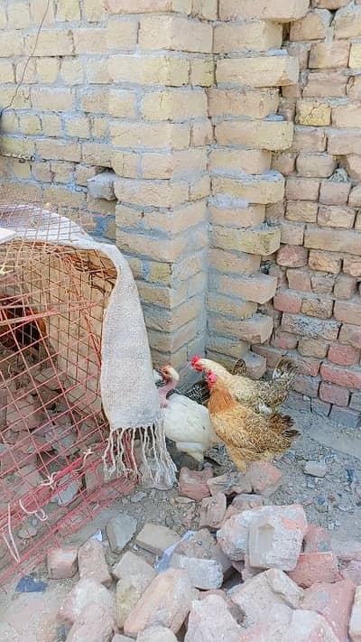 healthy hens 13 murghiya 1 murgha