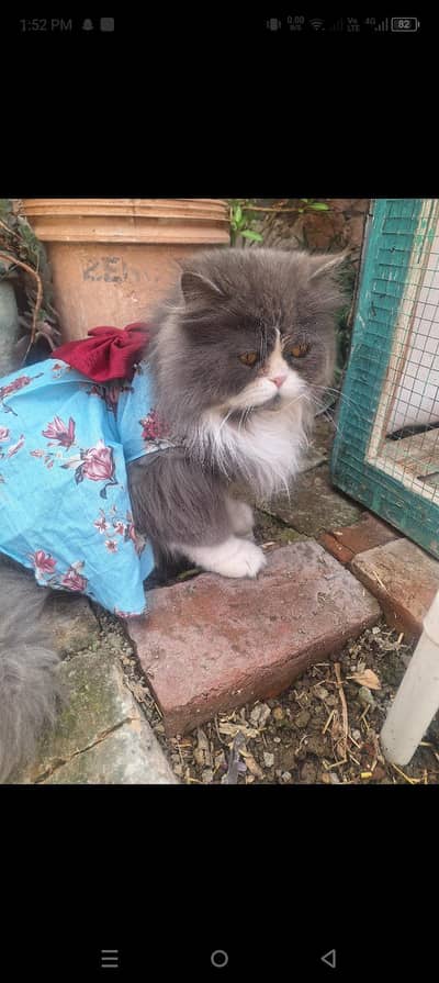 Persian Punched face triple coat Cat For Sale