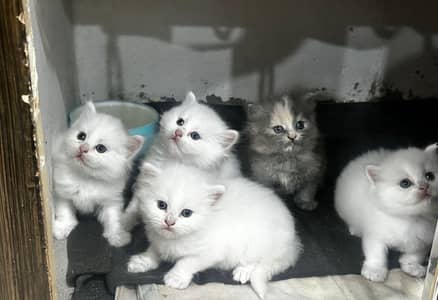 persian cats