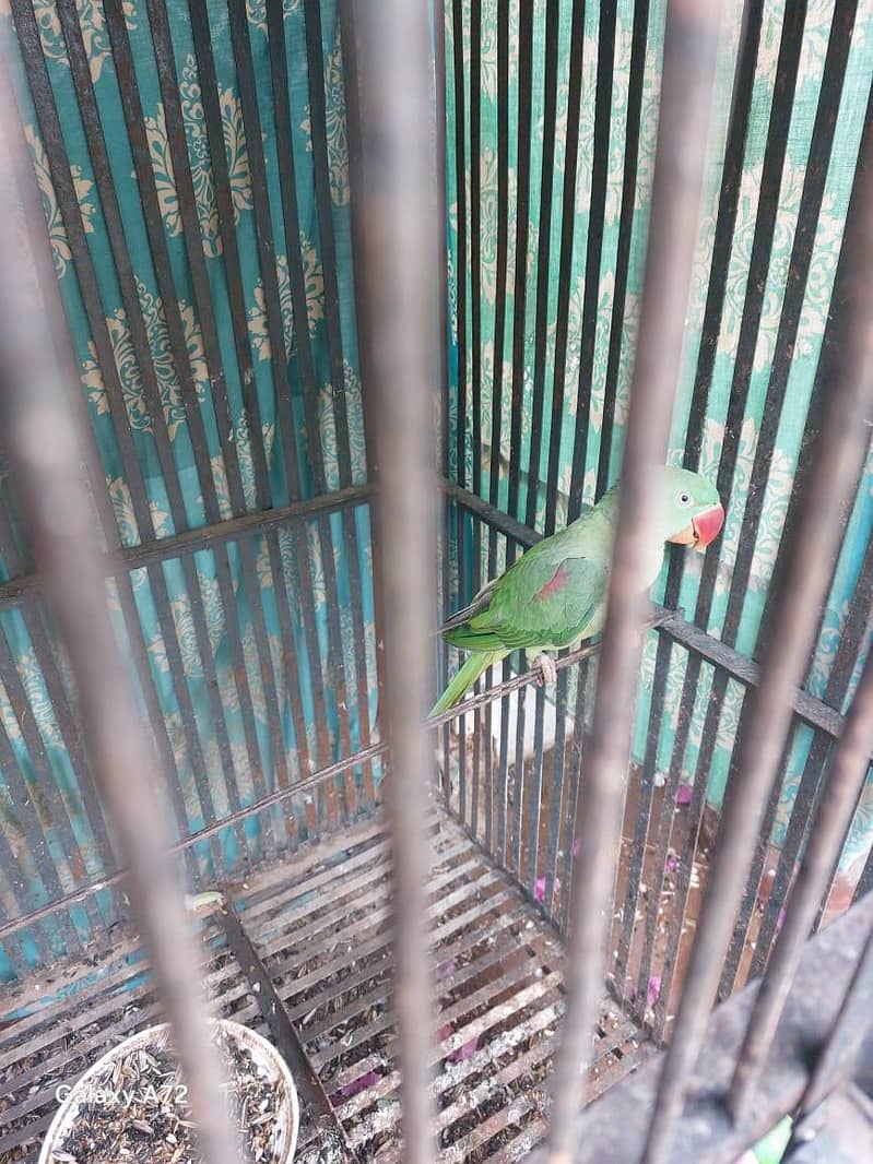 پہاڑی طوطا 2