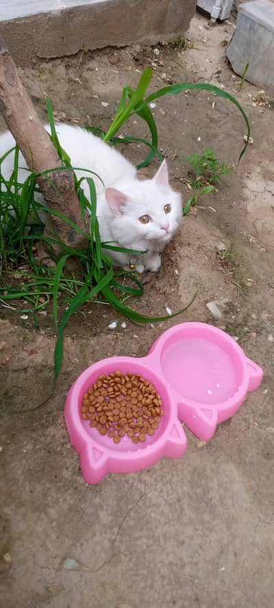 Female Persian 6 months