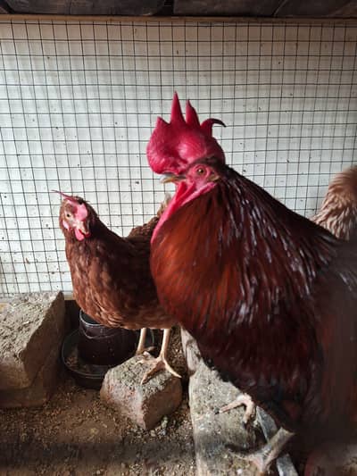 1 Golden dasi murgha 2 German murghiyan for sale