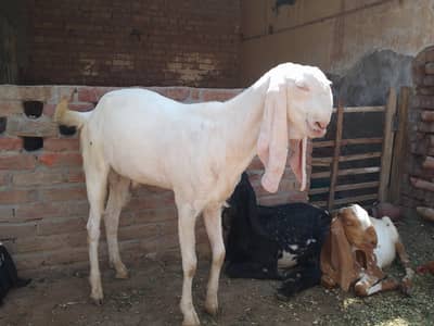 Bakre for sale
