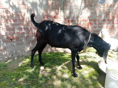 Bakra for Qurbani