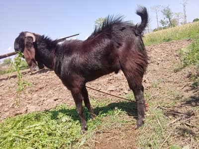 qurbani Wala Bakra for sell