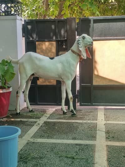 Bakra