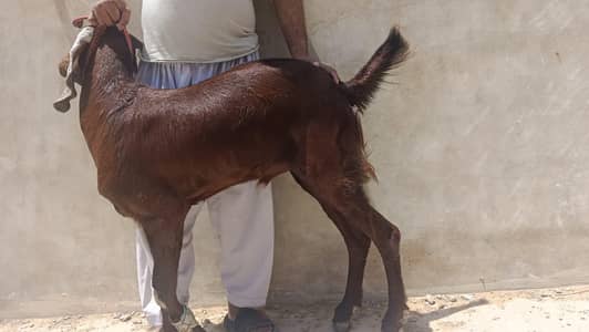 khassi bakray for qurbani  sale