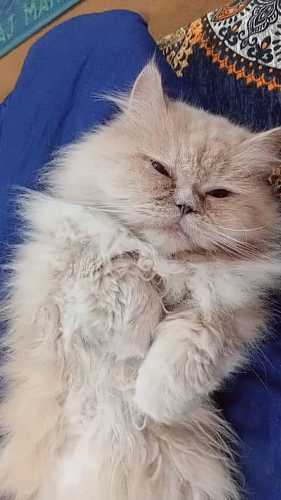 Persian male cat punch face
