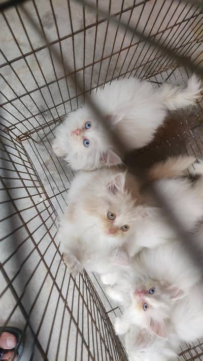 Persion cat kittens for sale