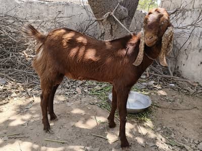 Qurbani k bakre for sale
