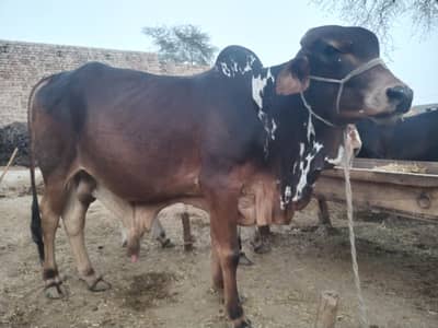sahiwal bull for qurbani