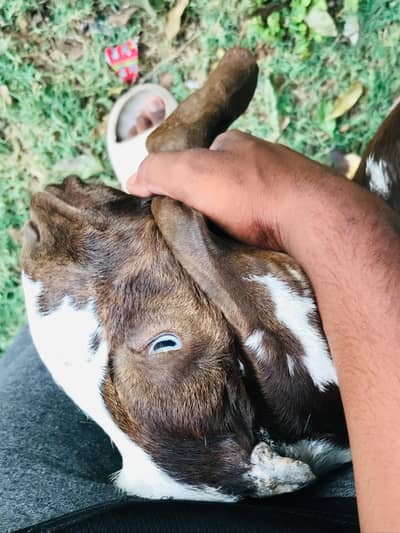 dasi Bakra ha
