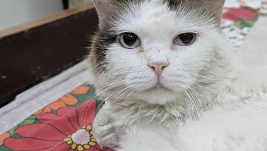 Ragdoll Male Cat