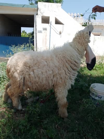 Kajla chatra| sheep |desi Goat| Qurbani 2026 |kajla |بکرا |mudra |Dumb