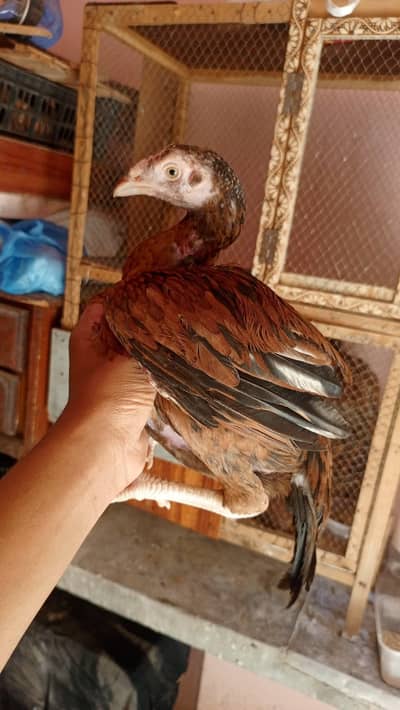 aseel pathy urgent sale 2000 per piece