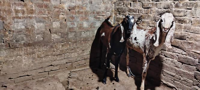 for Qurbani 2026