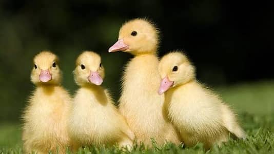 duck chick sell