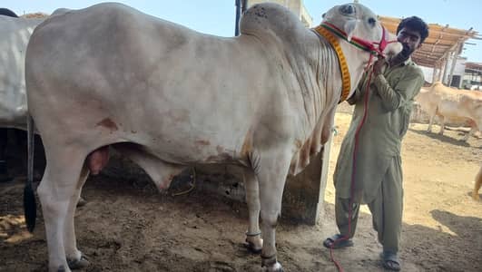 Bull | Bchra | Sibbi Bhangnari Bull | Sibbi Bull | Qurbani Bull