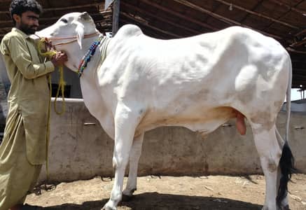Bull | Bchra | Sibbi Bhangnari Bull | Sibbi Bull | Qurbani Bull